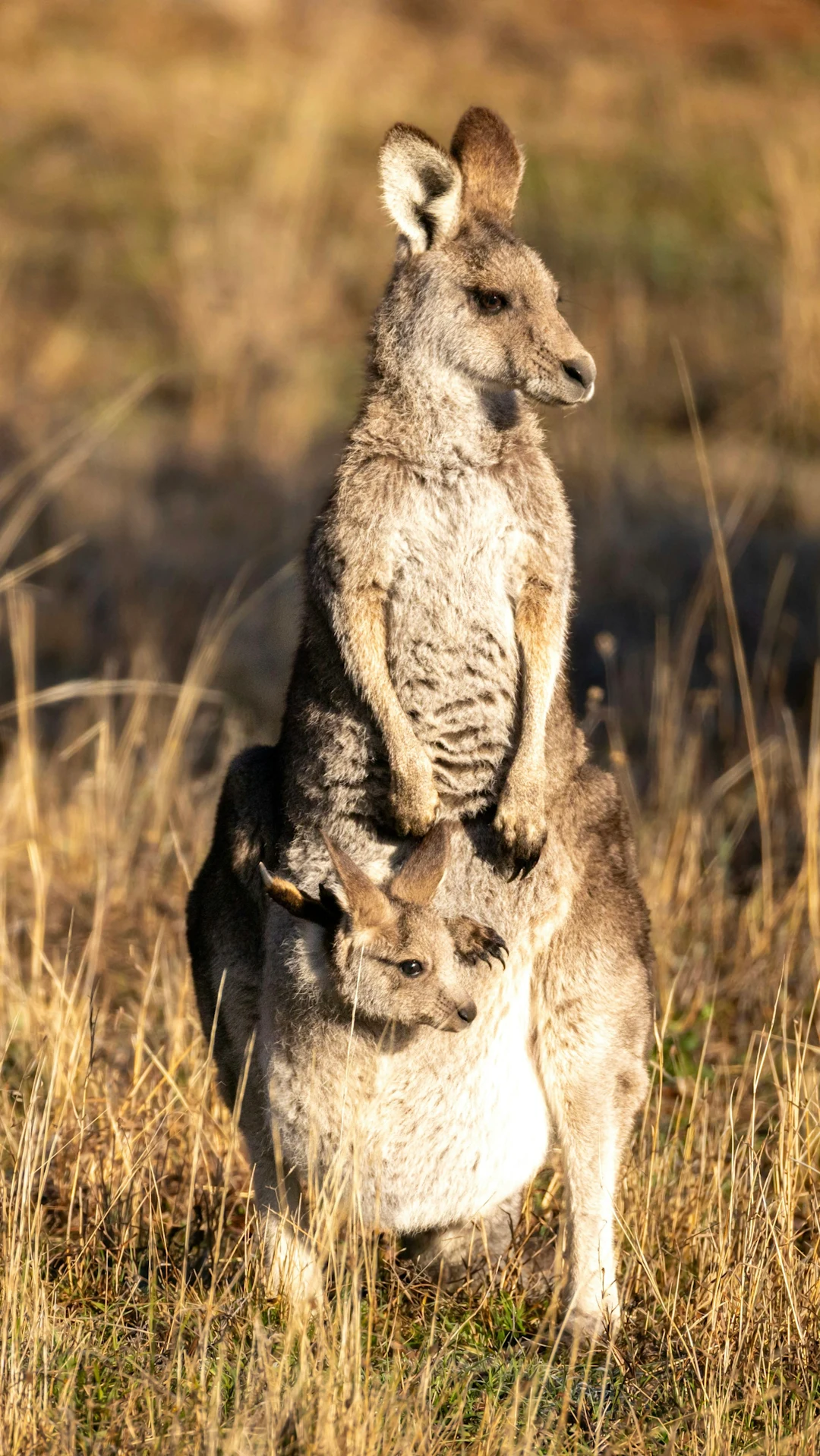 Mother kangaroo with joey in pouch in dry grass
