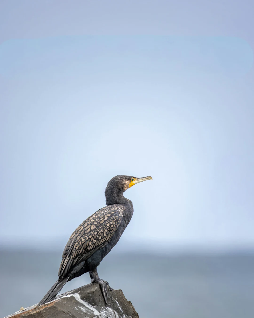 Into The Wild - Photo 6