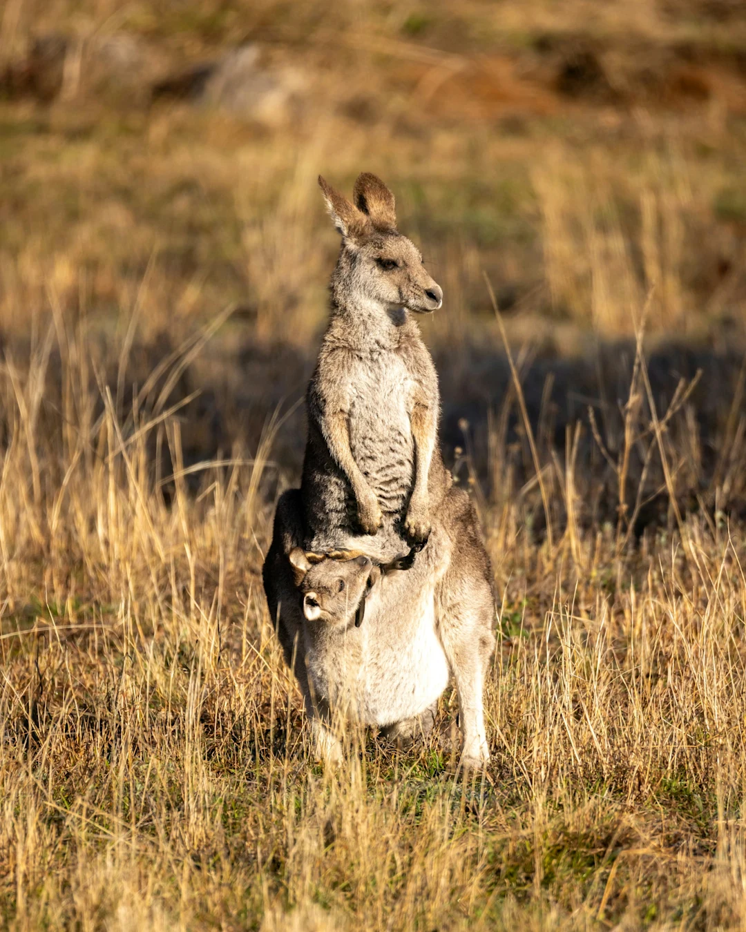 Kangaroo with joey in pouch stands in dry grass.