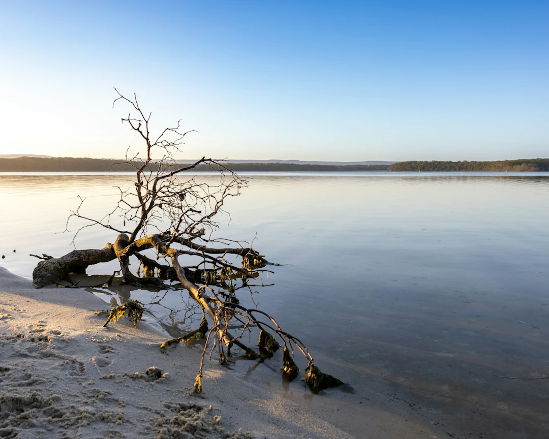 Driftwood on a sandy shore by a calm lake.