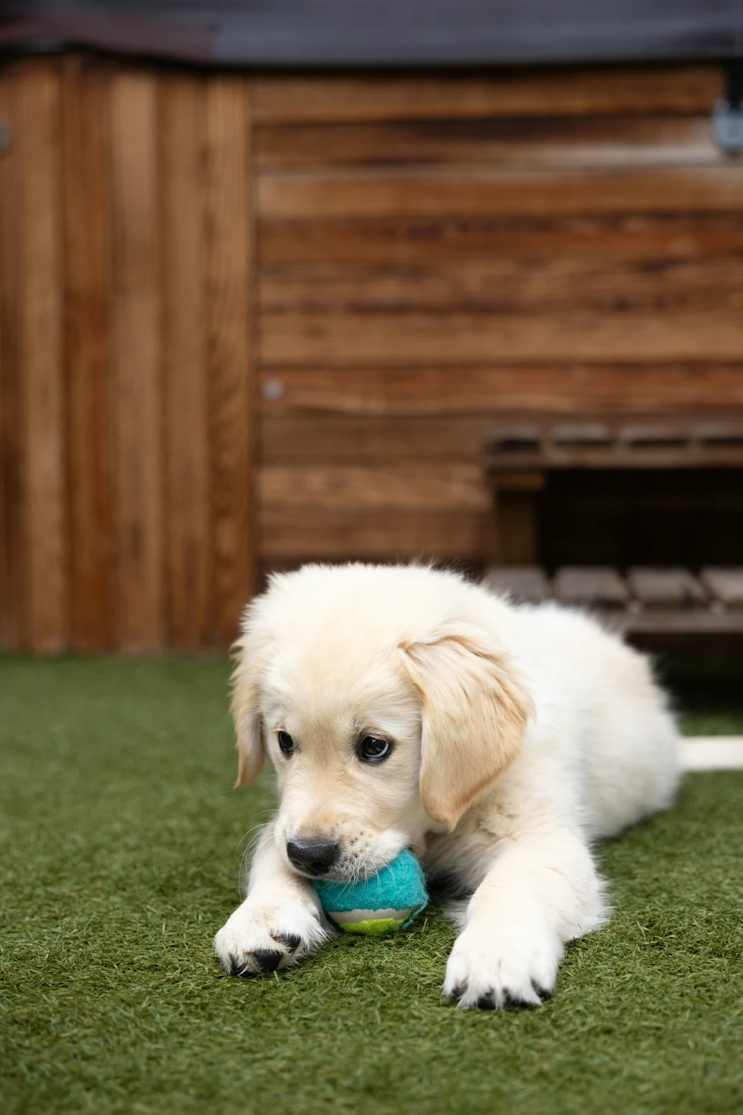 A fluffy golden retriever puppy chews on a ball.