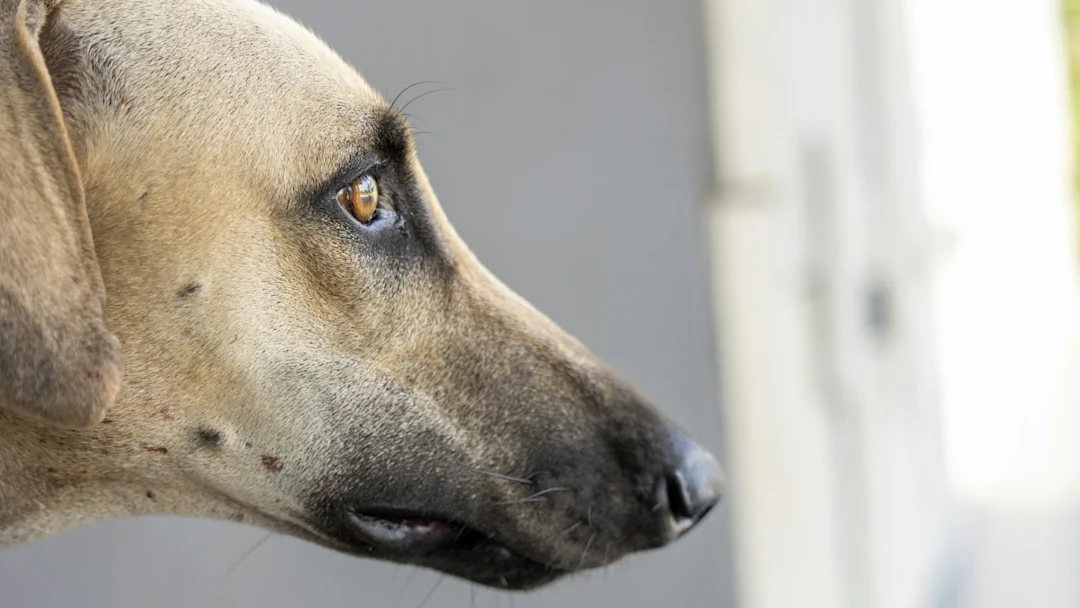 Close-up profile of a tan dog's head.