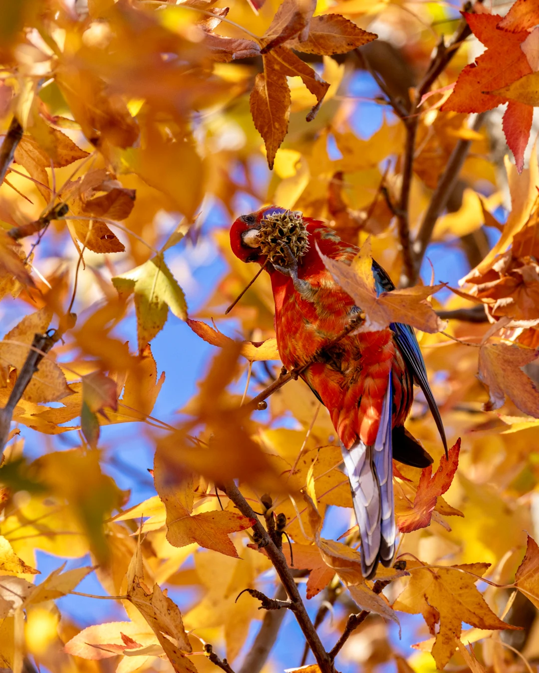 A crimson rosella parrot perched among autumn leaves.