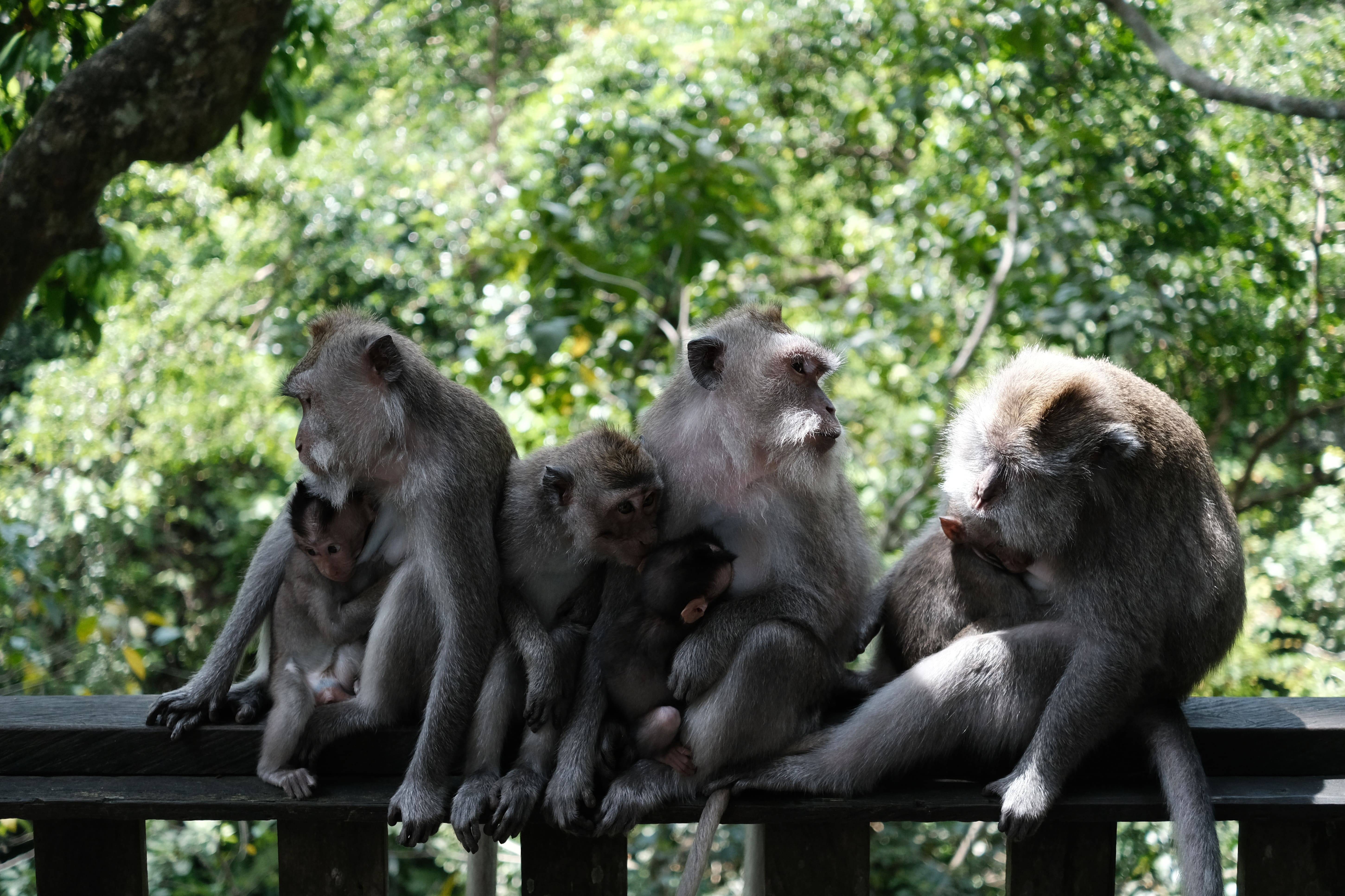 聖猴森林公園