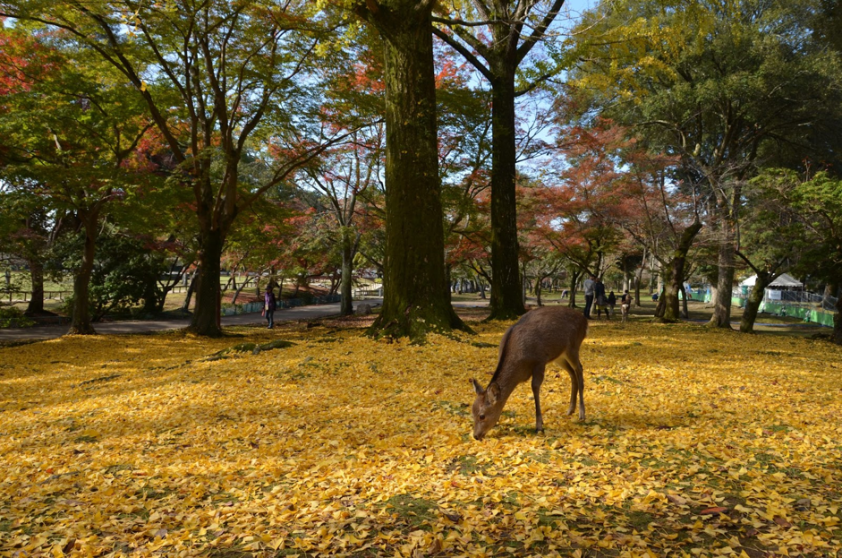 奈良公園