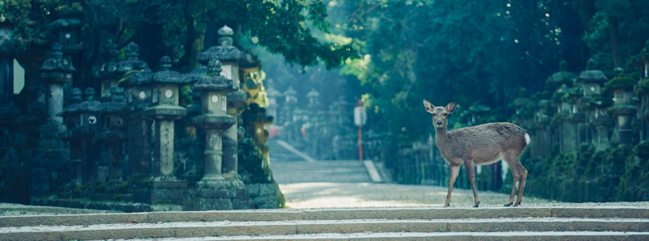 一、奈良旅行的最佳季節與活動