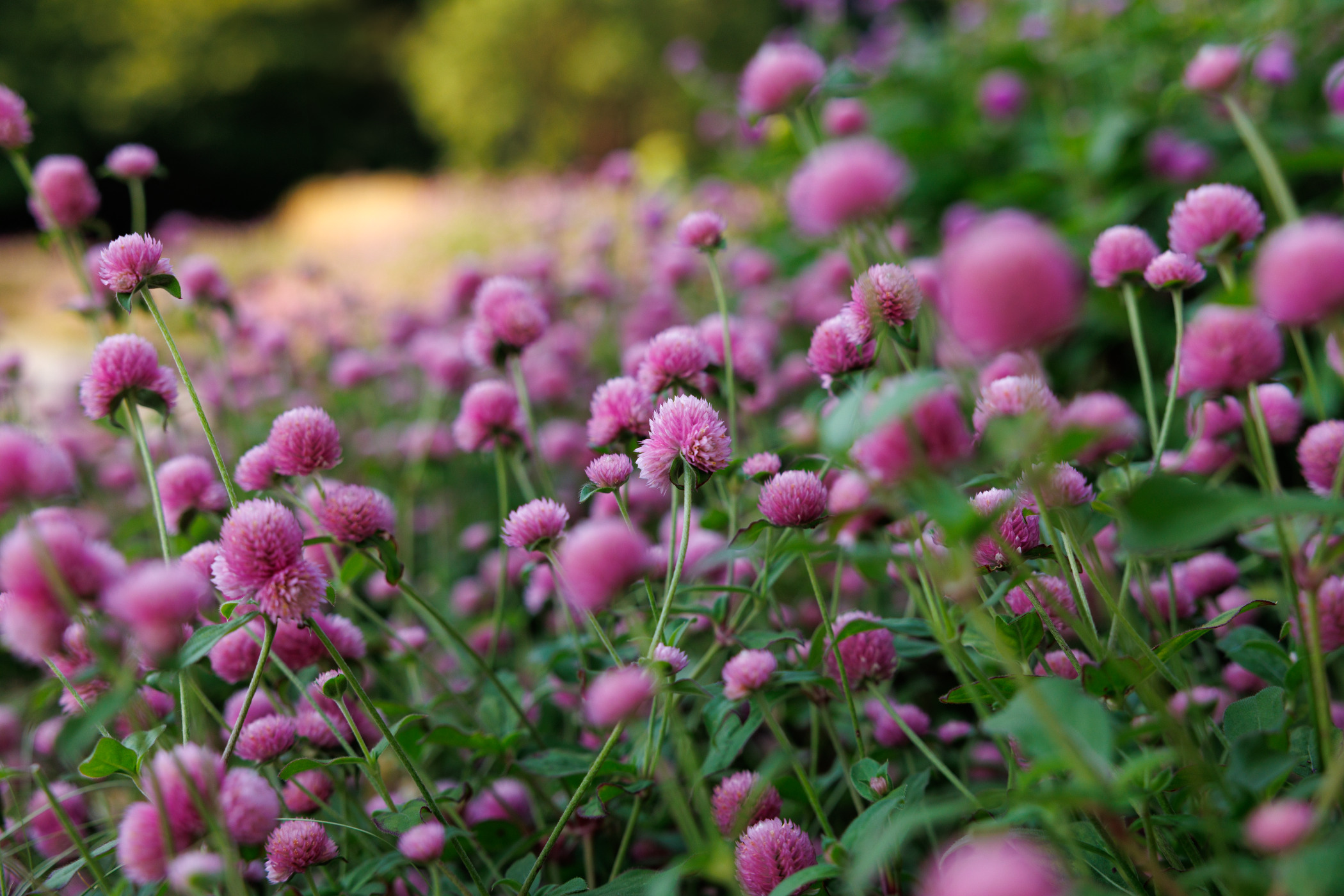 A Garden Catwalk | Newfields