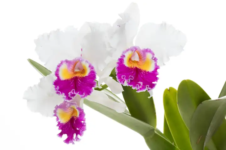 Botanic Book Club: Orchid Tales: The Adventures of George and Matilda ...