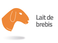 Lait de brebis