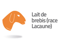 lait de brebis race lacaune