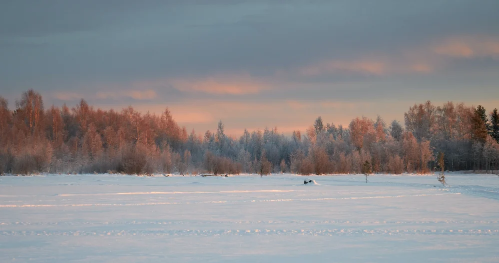 Luleå winter trees