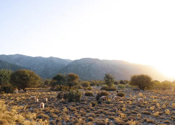 Sheep grazing near Samaria Gorge in Crete