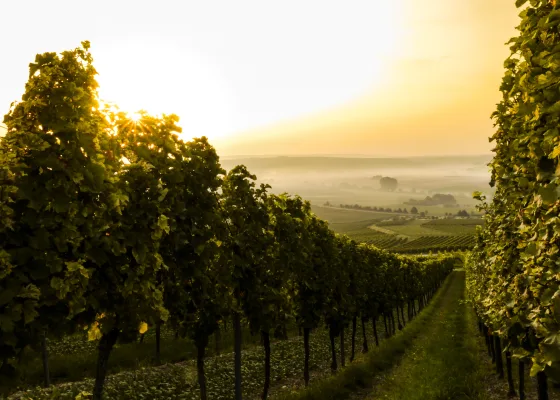 Romantic vineyard outside of Montpellier