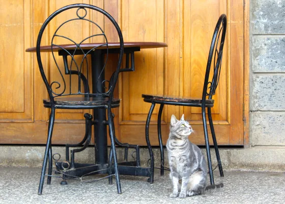 En kat sidder udenfor en cafe