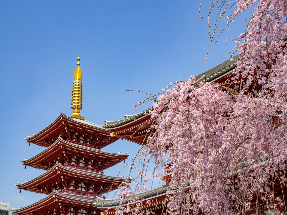 Pink blossoms next to the five-storied Chureito Pagoda