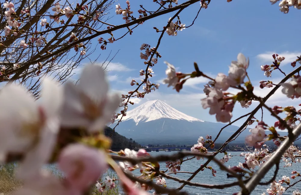 Kirsebærblomstrer ved Kawaguchi-sjøen ved siden av Fuji-fjellet