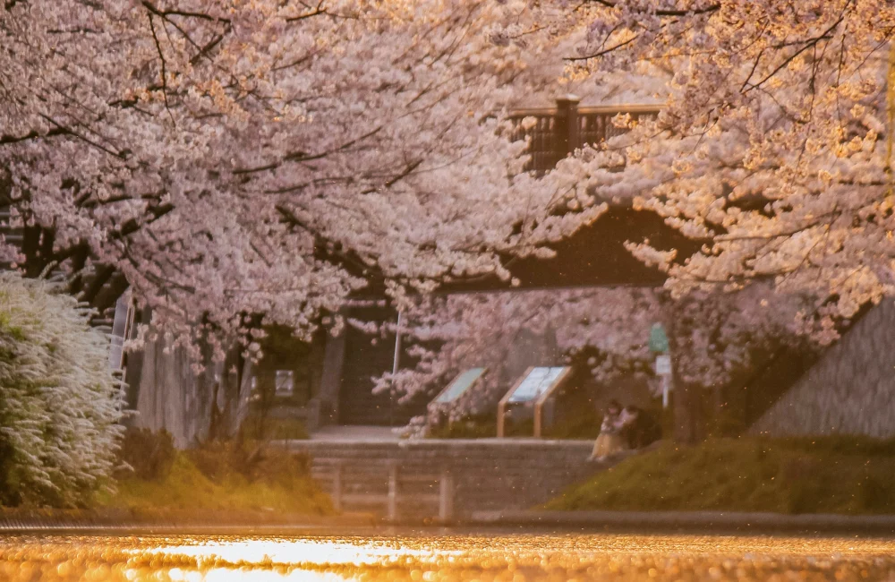 The cherry trees along the riverbank in Arashiyama