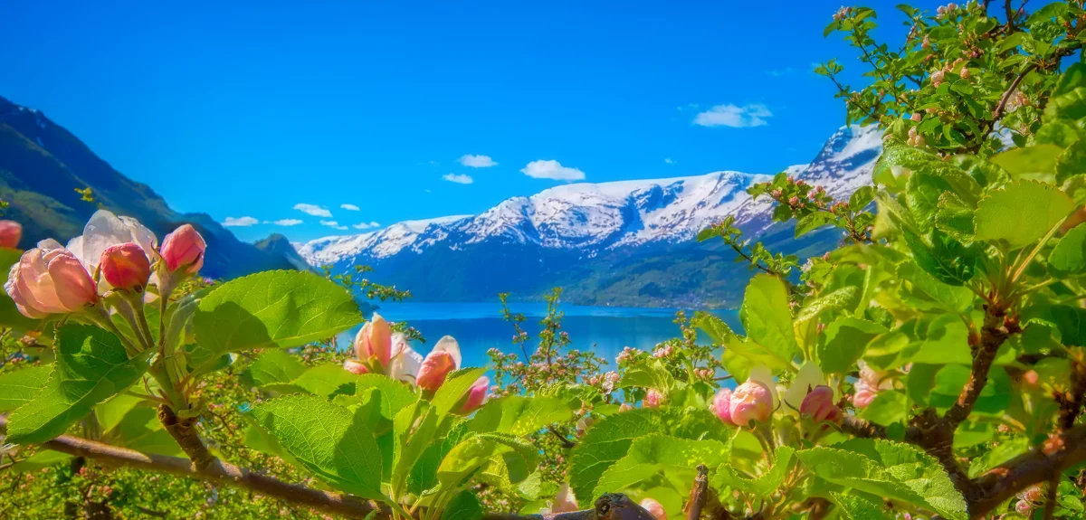 Flowering Hardangerfjord hero