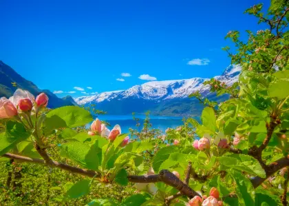 Flowering Hardangerfjord hero