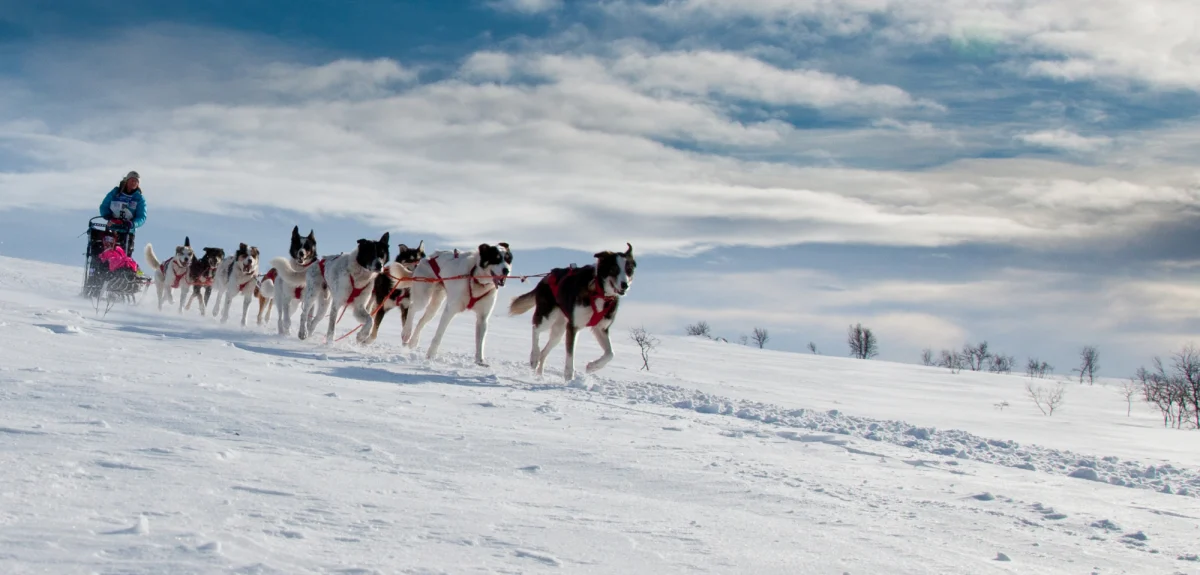 Dogsled tour in Alta