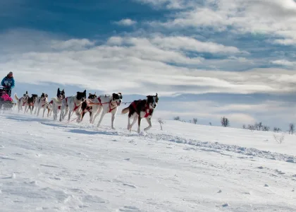Dogsled tour in Alta