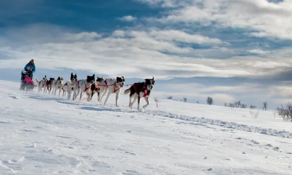 Dogsled tour in Alta