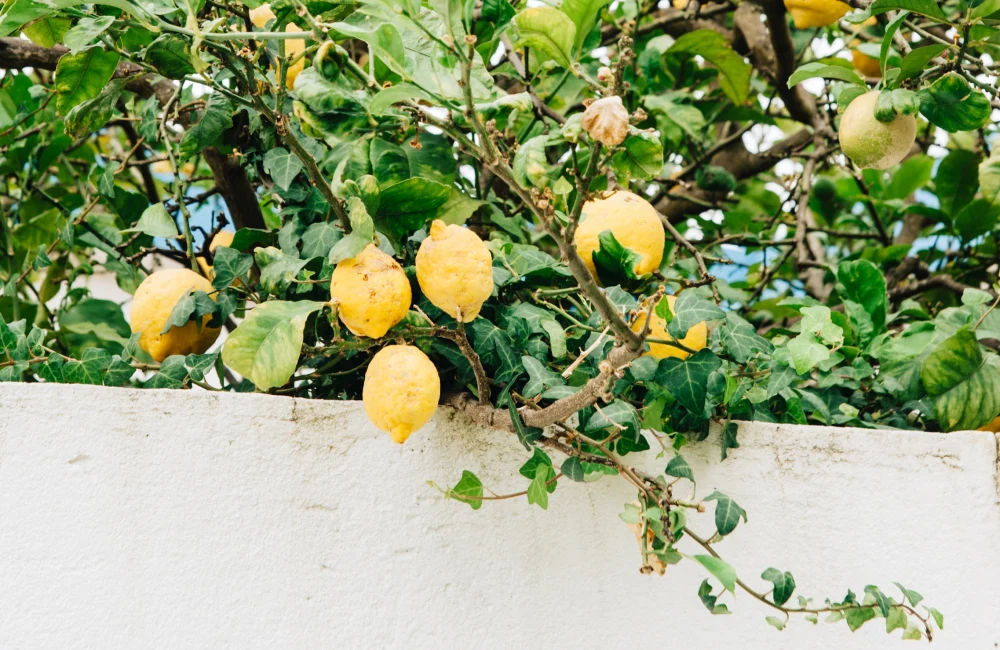 Citronträd i Vietri Sul Mare