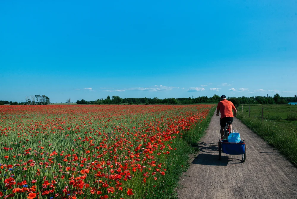Poppy fields in Vadstena