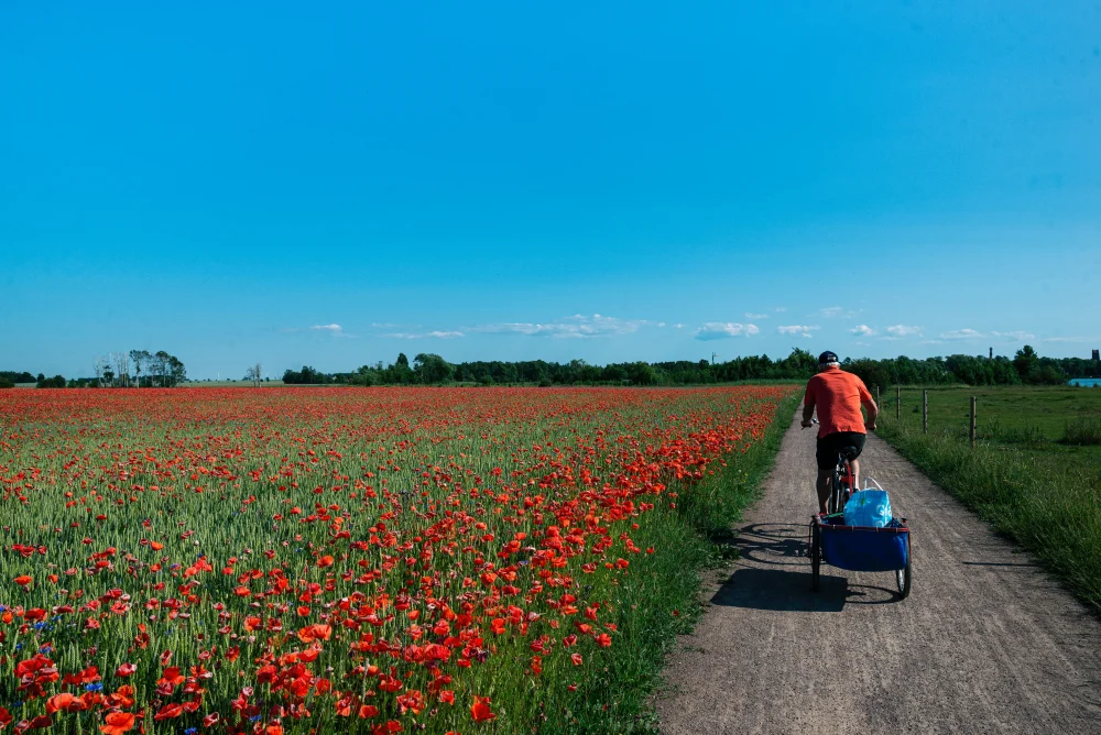 Vallmofält i Vadstena