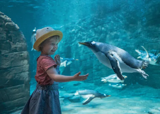 A girl looking at a penguin