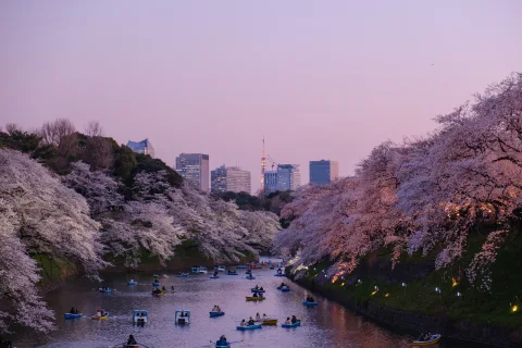 Blomstrende kirsebærtrær ved en elv i Japan