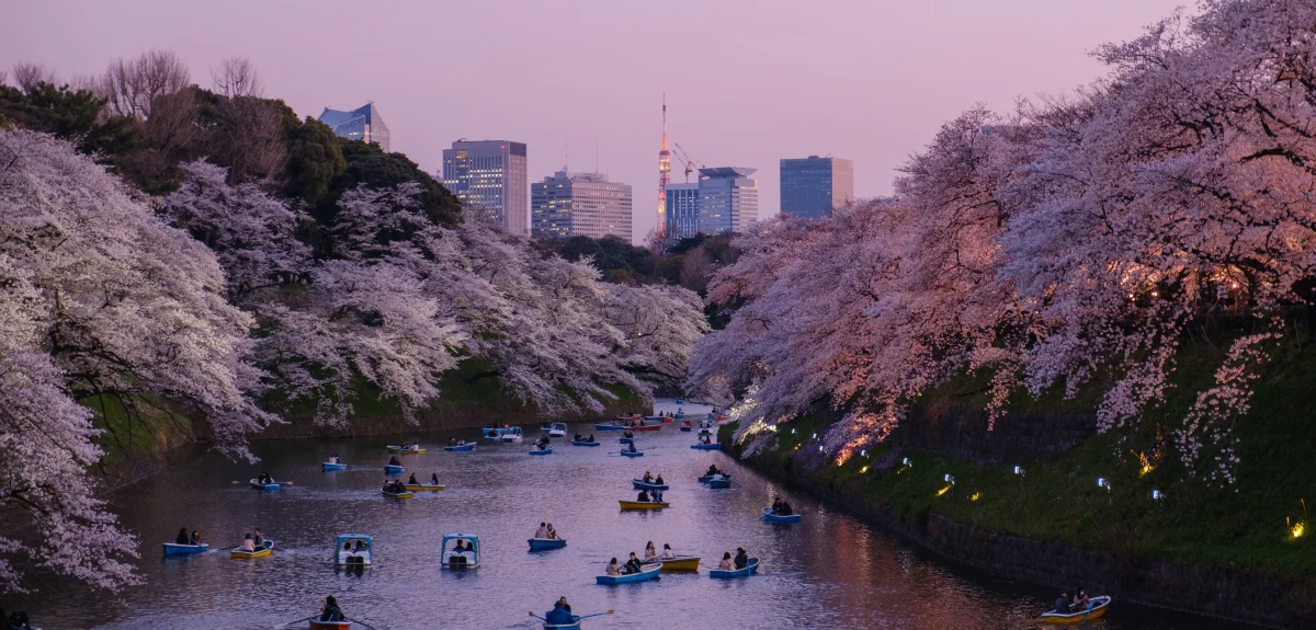 Blossoming cherry trees by a river in Japan