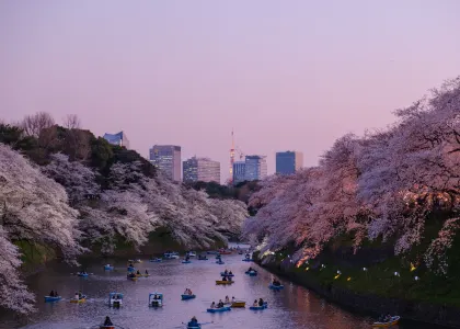 Blossoming cherry trees by a river in Japan