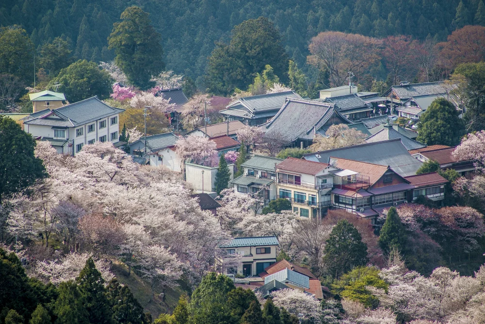 Sakura trees carpeting the Kii Mountains