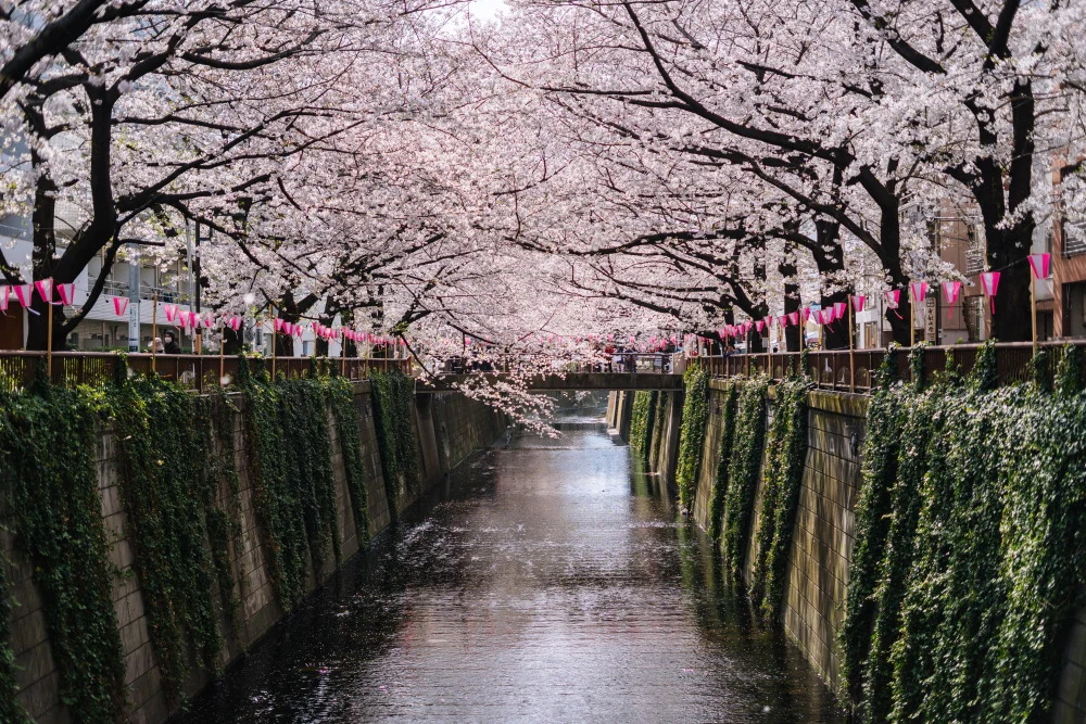 Körsbärsblommor längs Meguro-floden