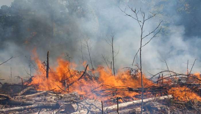 Bright orange flames engulf forest floor, dried grass and fallen tree branches.