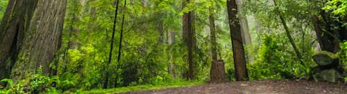 The EU Deforestation Regulation (EUDR) Checklist: What Companies Need to Know
