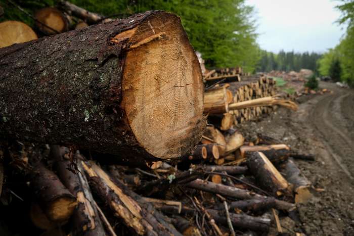Deforestation ban and EU sustainability regulations