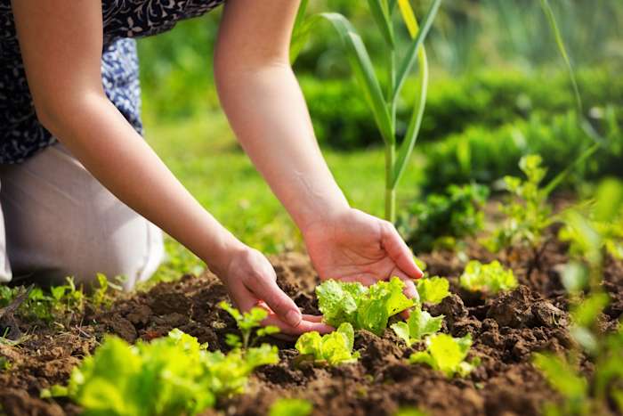 Conquering new markets: The role of organic certification in the process of expanding your business