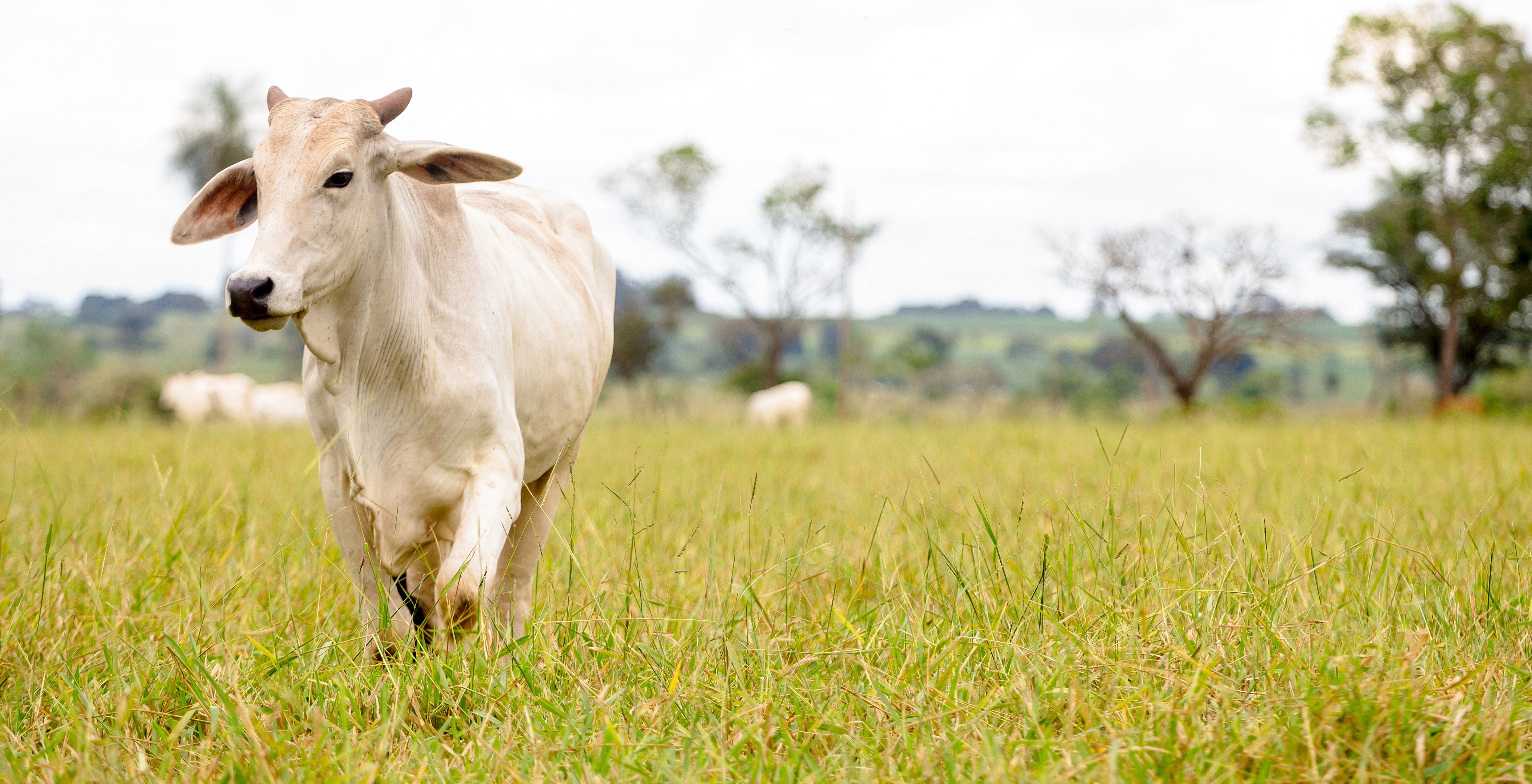 animal-welfare-certification-for-slaughterhouse