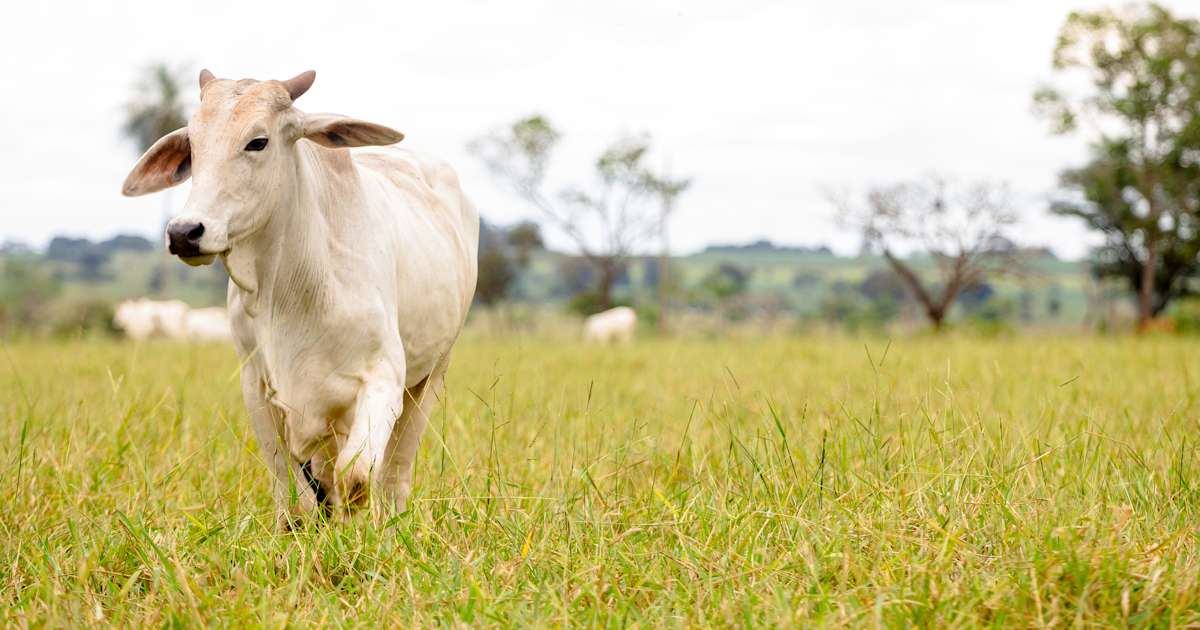 Animal Welfare Certification For Slaughterhouse animal-welfare-certification-for-slaughterhouse