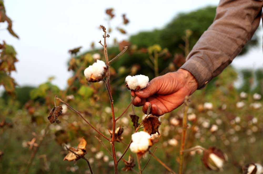 a person holding a cotton plant