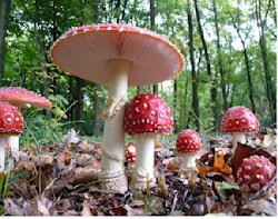 Paddestoelen