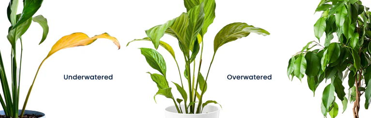 Formula_safe_for_Environment_exposure