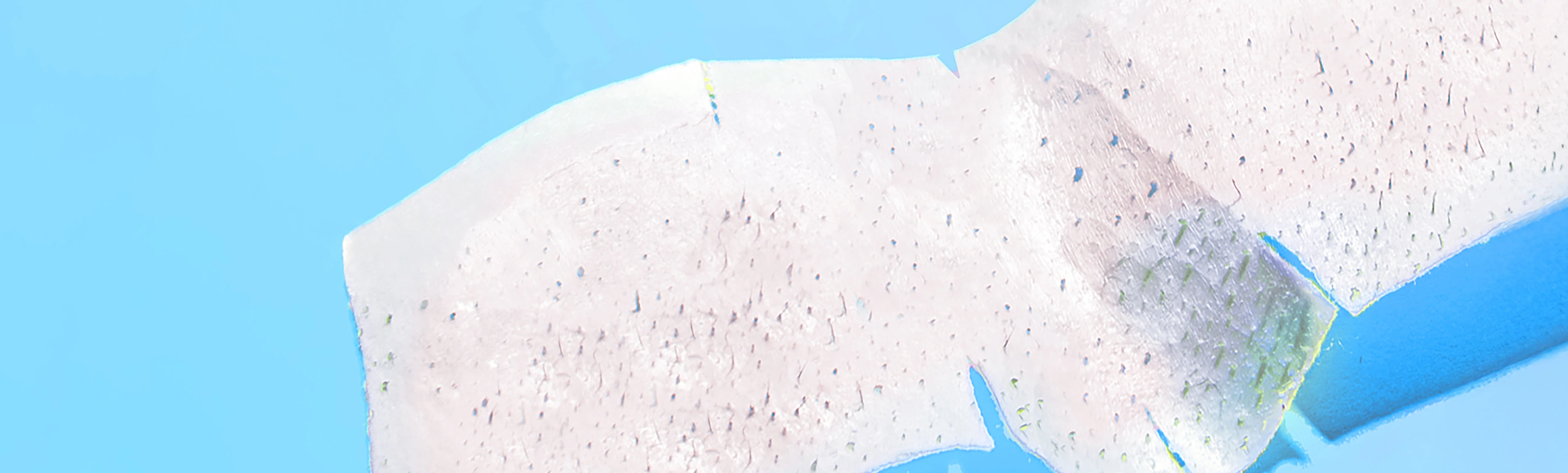 #1 Japanese Skincare Banner HP