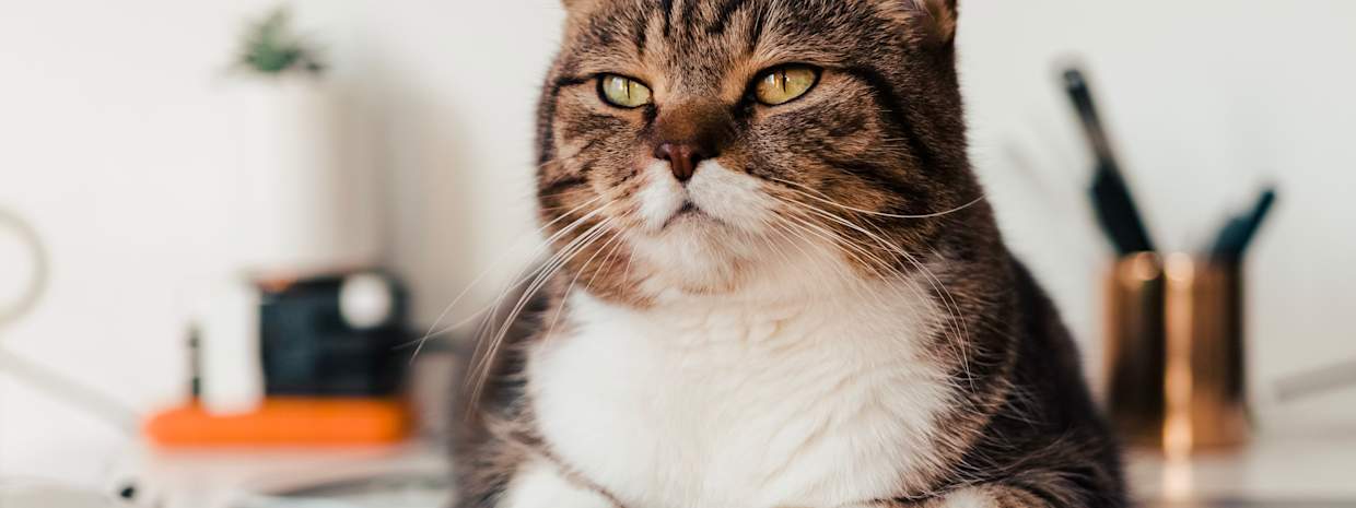 En katt som ligger ovanpå en laptop i ett hemmakontor