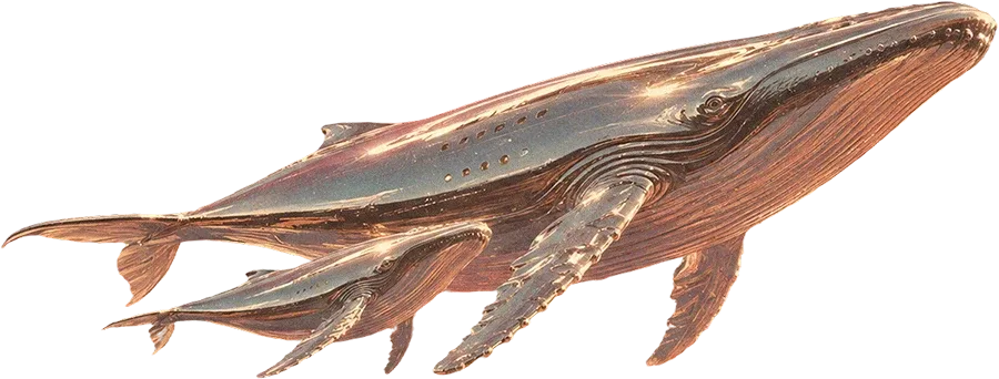 Detailed illustration of a humpback whale showing its underside with distinctive throat grooves and flippers in brown tones.