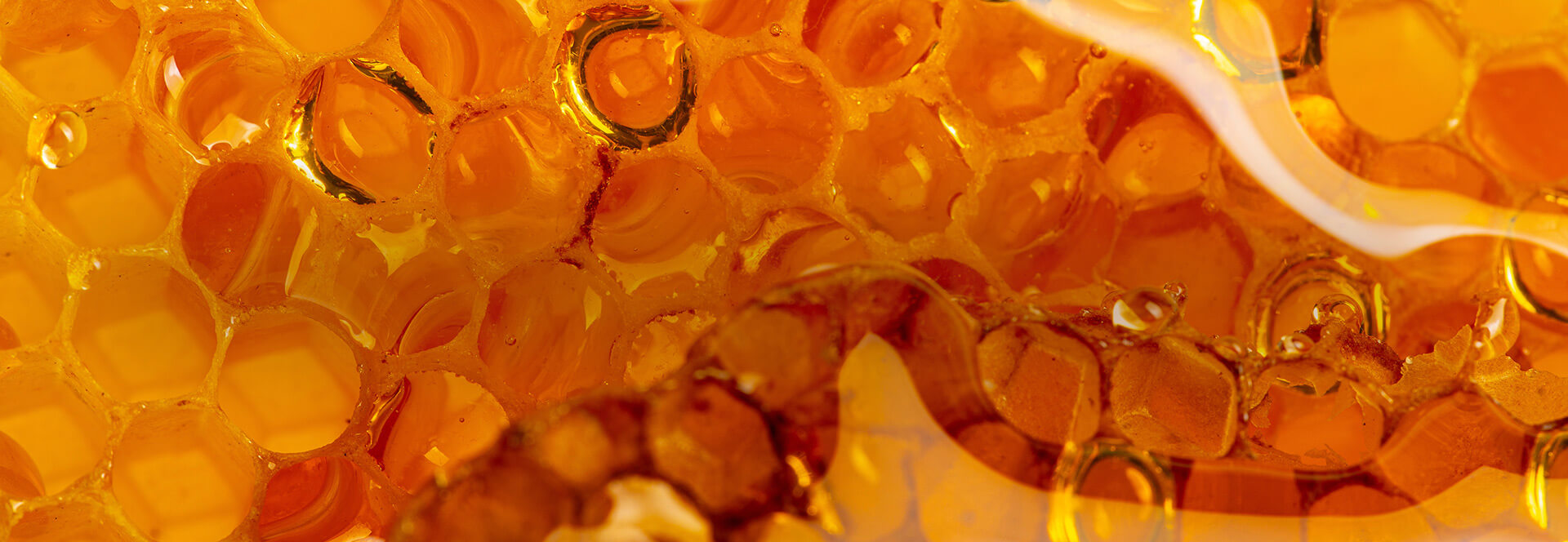 Honey Masthead 4320x1494 Desktop