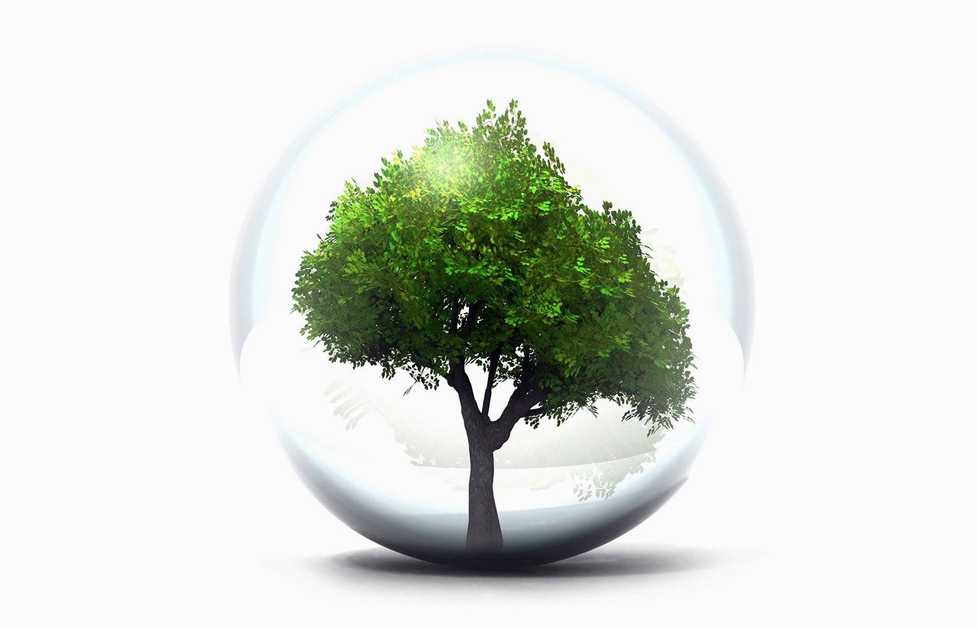 tree-in-a-globe