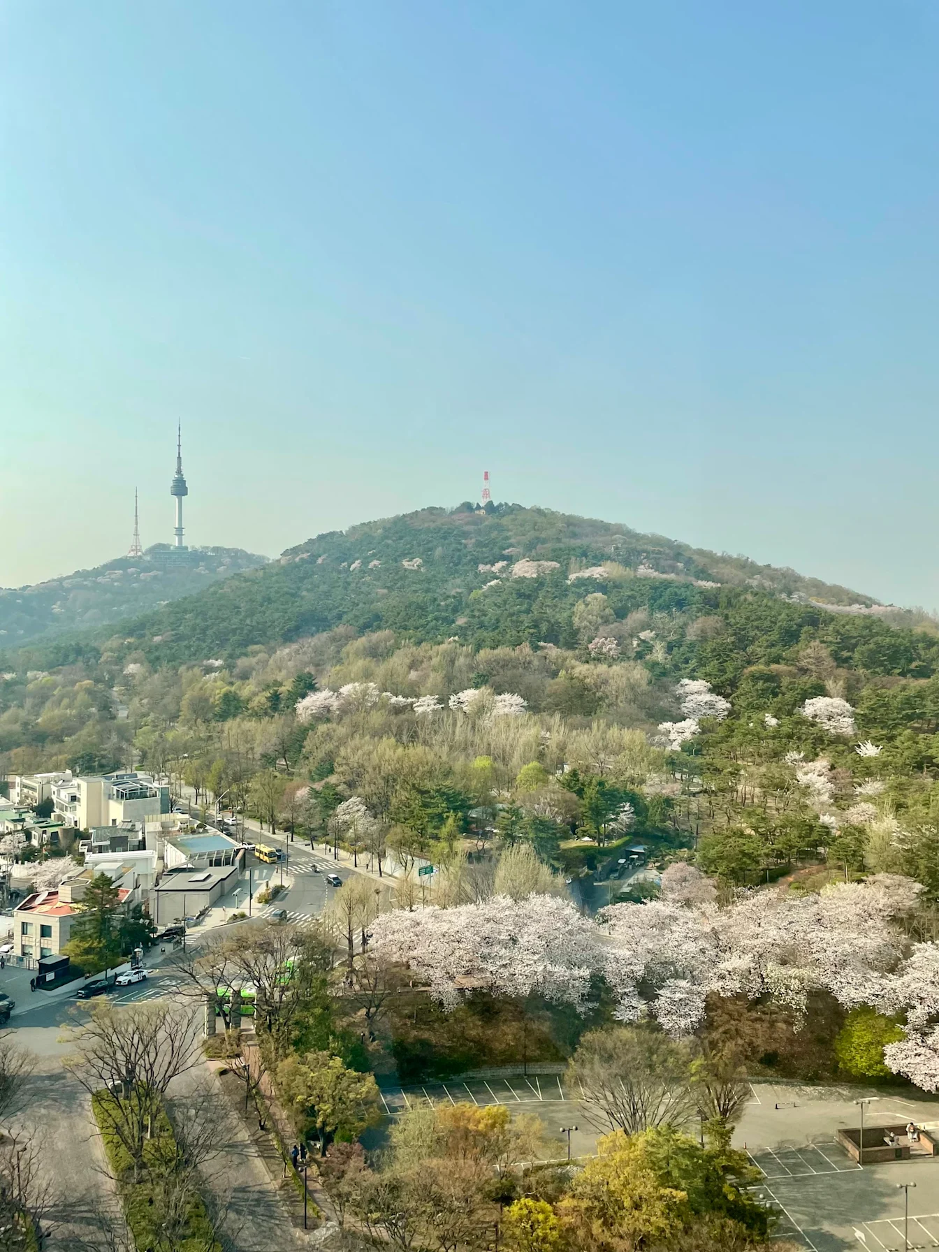Namsan Tower và những hàng cây anh đào đang nở nhìn từ cửa sổ phòng